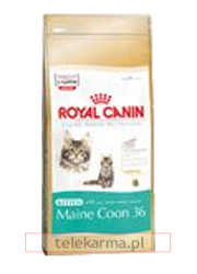ROYAL CANIN FELINE KITTEN MAINE COON 36 ROYAL CANIN FELINE KITTEN MAINE COON 36
