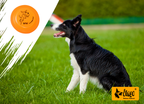 dingo frisbee dla psa