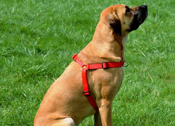 Dingo szelki easy walk dla psa