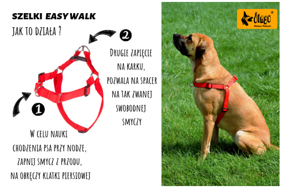 dingo szelki easy walk jak nauczyć psa chodzenia na smyczy