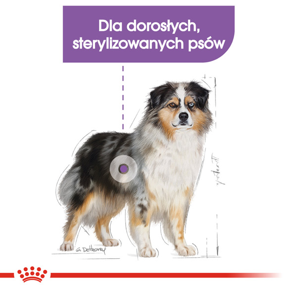 royal canin medium sterilised karma dla psa