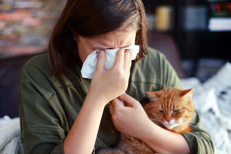 Czy są koty, które nie uczulają alergików?