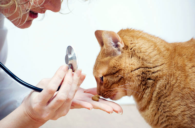 Badanie USG dla kota - jak przygotować mruczka? 
