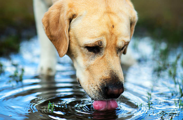 Dlaczego pies wije wodę z kałuży?