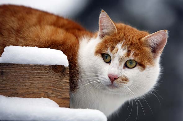 Jak pomagać kotom wolno żyjącym przetrwać zimę?