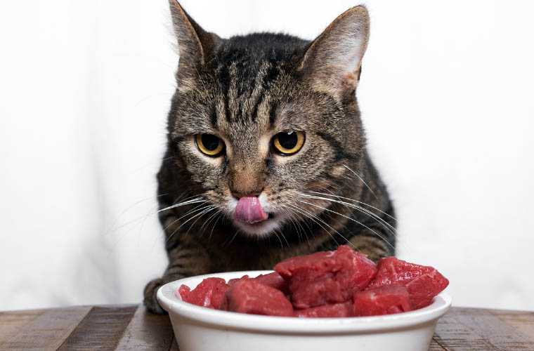 Rodzaje mięsa w karmach dla kota