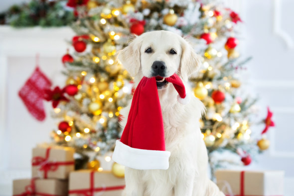 Święta Bożego Narodzenia z psem