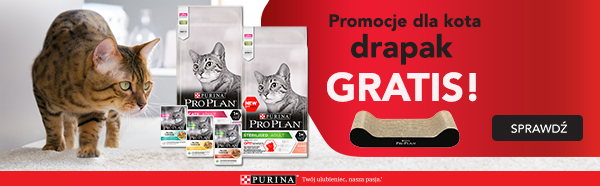 pro plan dla kota + drapak strona kategorii