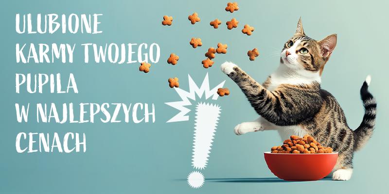 top 60 dla kota w super cenach